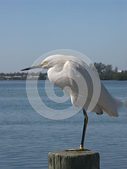 Snowy Egret at the Ocean