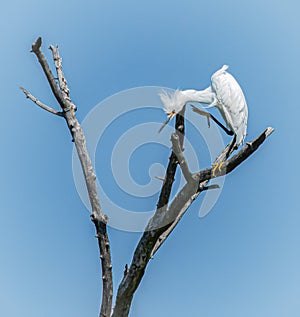 Snowy Egret in the Osprey Preserve of Brandt Island Cove, Mattapoisett, Massachusetts