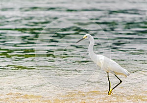 Snowy Egret by park national tayrona in Colombia photo