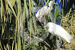 A snowy egret perched on branch