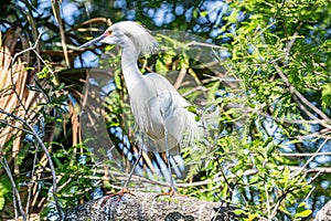 Snowy Egret