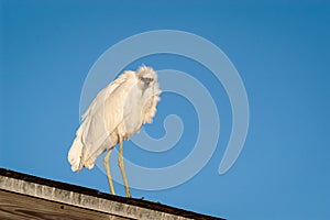 Snowy Egret perched on a covered fishing pier roof