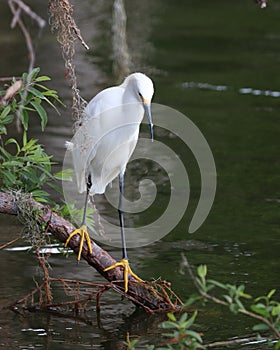 Snowy Egret perched on fallen tree