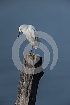 Snowy Egret perched on post