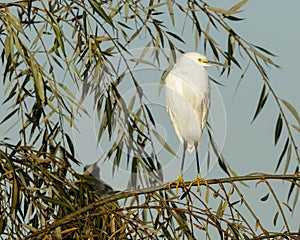Snowy Egret Perched on Tree