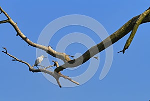 Snowy Egret perched on tree limb