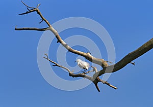 Snowy Egret perched on tree limb