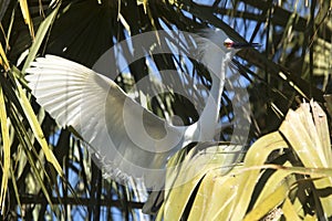 Snowy egret perched in a tree in St. Augustine, Florida