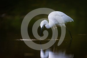 Snowy Egret photo