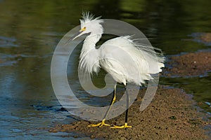 Snowy Egret Plummage
