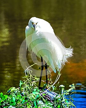 Snowy Egret Posing for a Portrait