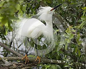 Snowy egret posing with ruffled feathers