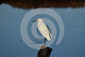 A snowy egret on a post in Elkhorn Slough