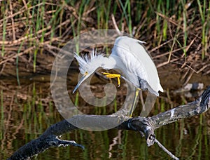 Snowy Egret Preening