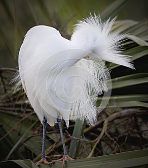 Snowy Egret preening