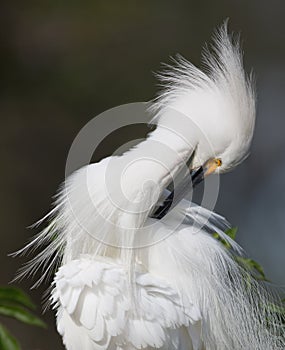 Snowy Egret preening