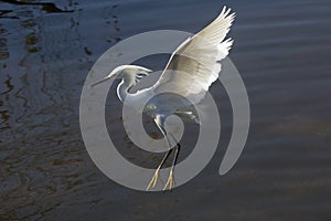 Snowy egret preparing to land in shallow Florida swamp water.