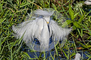 Snowy Egret With Puffed Feathers, Starring In The Water For Fish