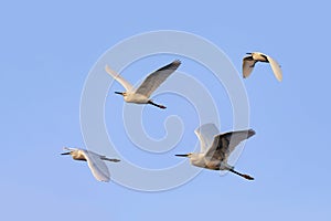 Snowy Egret Quartet Over Sanibel Island photo