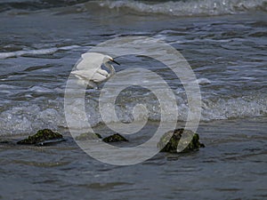 Snowy Egret Raising her Wings in the Waves