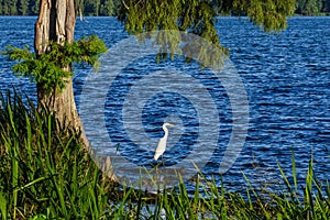 Snowy Egret, Reelfoot Lake, Tennessee