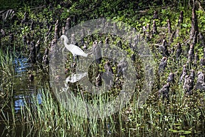 Snowy Egret Reflecting in the Cypress Knees