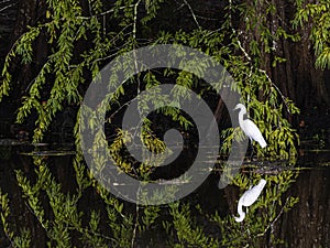 Snowy Egret Reflecting in the Cypress Swamp
