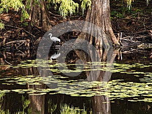 Snowy Egret Reflecting in the Cypress Swamp