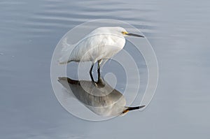 Snowy egret with reflection on water.