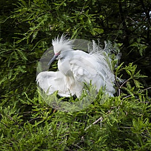 Snowy Egret Ruffling his Breeding Plumage