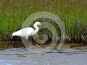 Snowy egret in saltwater marsh