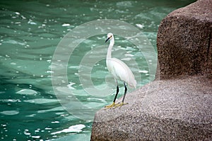 Snowy Egret, SeaWorld, San diego, California