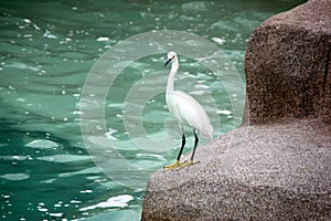 Snowy Egret, SeaWorld, San diego, California photo