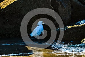 Snowy Egret Seeking Shelter from the Wind