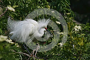 Snowy Egret Showing His Beautiful Plummage
