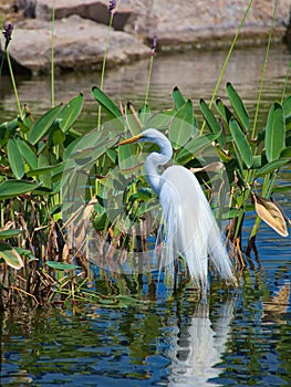 A Snowy Egret showing its breeding plumage