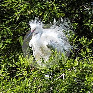 Snowy Egret Showing Off his Breeding Plumage