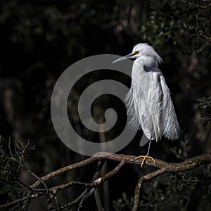 Snowy Egret Showing Off on a  Mangrove Branch