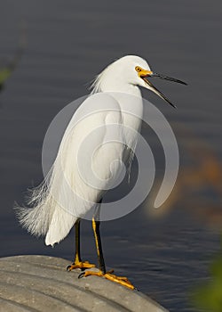 Snowy Egret sitting on a culvert yawning - Florida