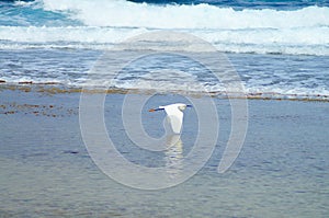 Snowy Egret Skimming the Shore