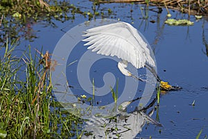 Snowy Egret Skimming The Water To Agitate And Catch Fish photo