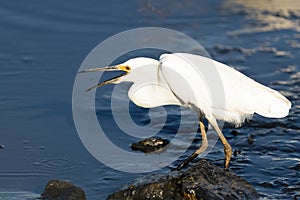Snowy Egret with a Small Fish