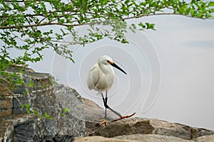 Snowy Egret at a small pond in Littleton, Colorado during Spring