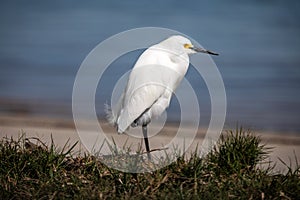 Snowy Egret stading on one leg