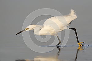 Snowy Egret stalking a fish - Fort DeSoto Park, Florida