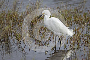 Snowy Egret Stalking a Fish in Shallow Water