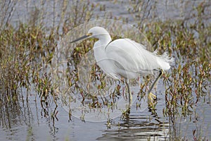 Snowy Egret Stalking a Fish in Shallow Water