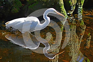 A Snowy Egret stalks fish in shallow waters.