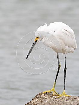 Snowy Egret Standing on a Boulder with Gray Water in the Background