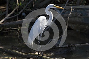 Snowy egret standing in mangrove swamp